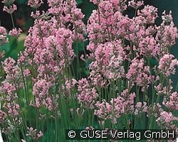 Lavendel kaufen, clicken für mehr Details Lavendel