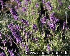 Lavendel