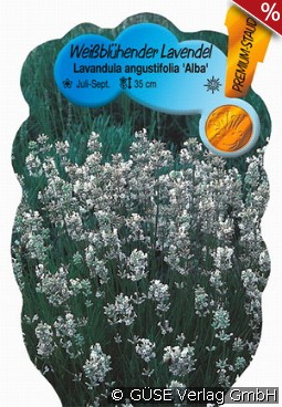 Weißer Lavendel