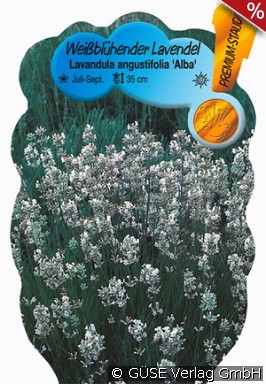 Weißer Lavendel