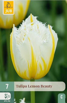 Lemon Beauty