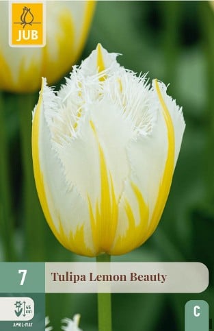 Lemon Beauty