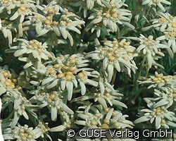 Alpen-Edelweiß kaufen, clicken für mehr Details Alpen-Edelweiß
