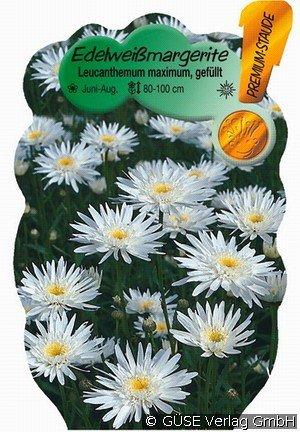 Gefüllte Sommer-Margerite