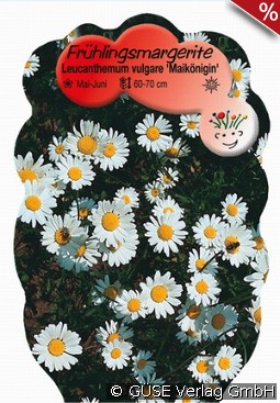Frühlings-Margerite