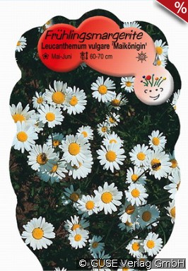 Frühlings-Margerite