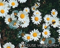 Frühlings-Margerite kaufen, clicken für mehr Details Frühlings-Margerite