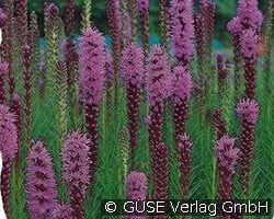 Prachtscharte kaufen, click for more details Prachtscharte