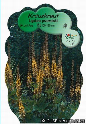 Kreuzkraut