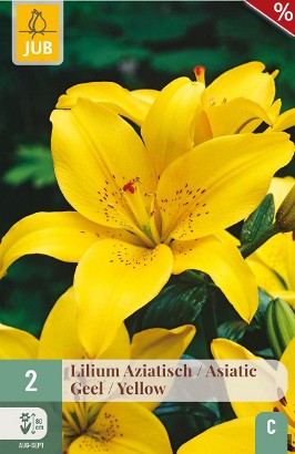 Lilie Asiatisch Gelb
