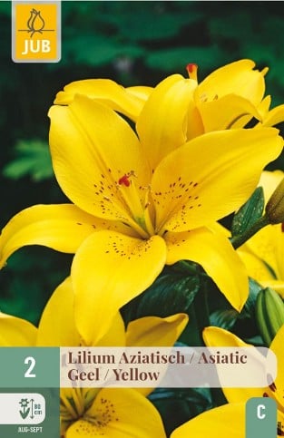 Lilie Asiatisch Gelb
