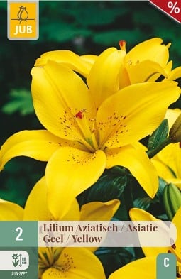 Lilie Asiatisch Gelb kaufen, clicken für mehr Details Lilie Asiatisch Gelb