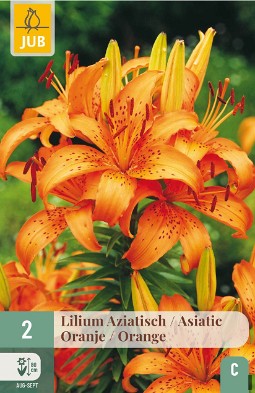 Lilie Asiatisch Orange