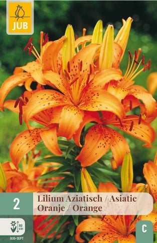 Lilie Asiatisch Orange