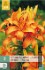 Buy Lilie Asiatisch Orange