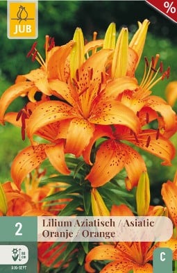 Lilie Asiatisch Orange kaufen, clicken für mehr Details Lilie Asiatisch Orange