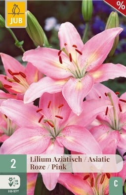 Lilie Asiatisch Rose kaufen, clicken für mehr Details Lilie Asiatisch Rose