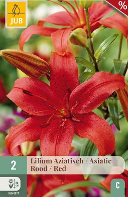 Lilie Asiatisch Rot