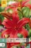 Buy Lilie Asiatisch Rot