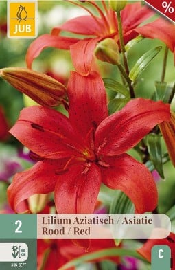 Lilie Asiatisch Rot kaufen, clicken für mehr Details Lilie Asiatisch Rot