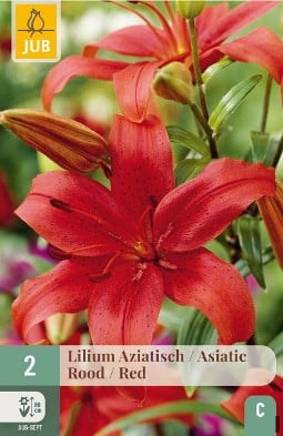 Lilie Asiatisch Rot kaufen, click for more details Lilie Asiatisch Rot
