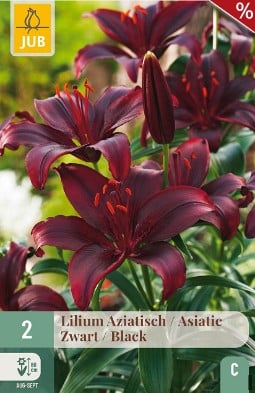 Lilie Asiatisch Schwarz kaufen, clicken für mehr Details Lilie Asiatisch Schwarz