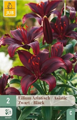 Lilie Asiatisch Schwarz kaufen, click for more details Lilie Asiatisch Schwarz