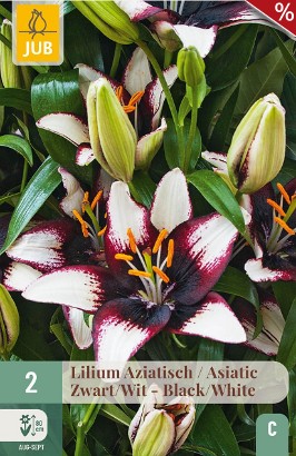 Lilie Asiatisch Schwarz - Weiß