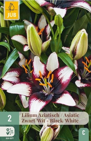 Lilie Asiatisch Schwarz - Weiß