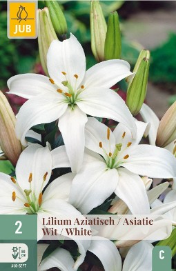 Lilie Asiatisch Weiß