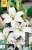 Lilie Asiatisch Weiß