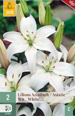 Lilie Asiatisch Weiß kaufen, clicken für mehr Details Lilie Asiatisch Weiß