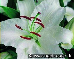 Lilie Casa Blanca kaufen, click for more details Lilie Casa Blanca