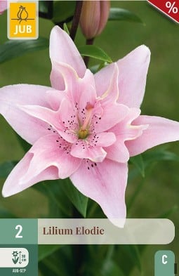 Lilie Elodie kaufen, clicken für mehr Details Lilie Elodie