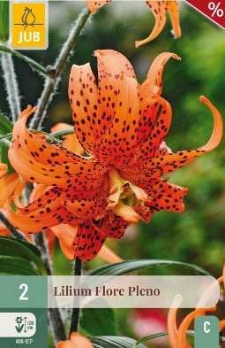 Lilie Flore Pleno kaufen, clicken für mehr Details Lilie Flore Pleno