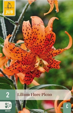 Lilie Flore Pleno kaufen, click for more details Lilie Flore Pleno