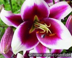Lilie Friso kaufen, click for more details Lilie Friso