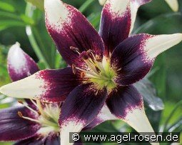 Lilie Netty's Pride kaufen, click for more details Lilie Netty's Pride
