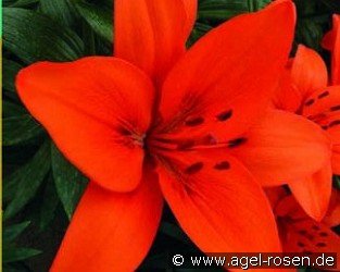 Lilie Orange Summer