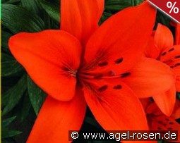 Lilie Orange Summer