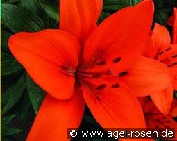 Lilie Orange Summer