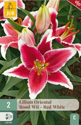 Lilie Oriental Rot-Weiß
