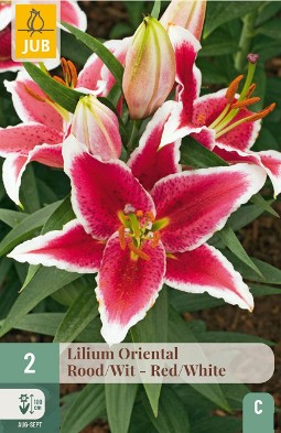Lilie Oriental Rot-Weiß