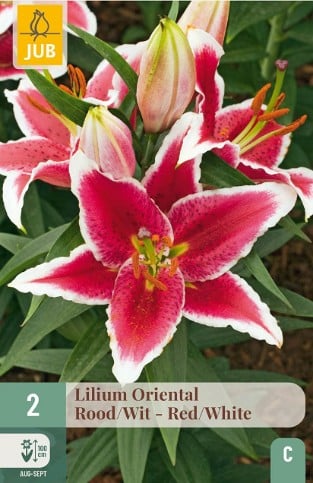 Lilie Oriental Rot-Weiß