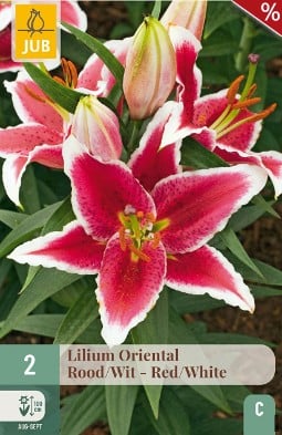 Lilie Oriental Rot-Weiß kaufen, clicken für mehr Details Lilie Oriental Rot-Weiß