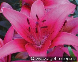 Lilie Pink County kaufen, click for more details Lilie Pink County