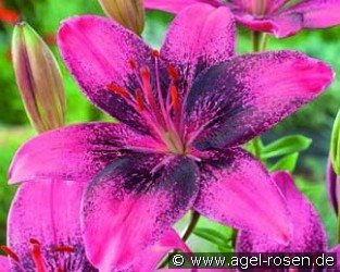 Lilie Purple Dream
