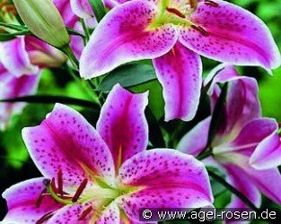 Lilie Stargazer