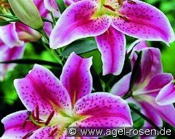 Lilie Stargazer kaufen, click for more details Lilie Stargazer
