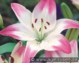 Lilie Sugar Love kaufen, click for more details Lilie Sugar Love